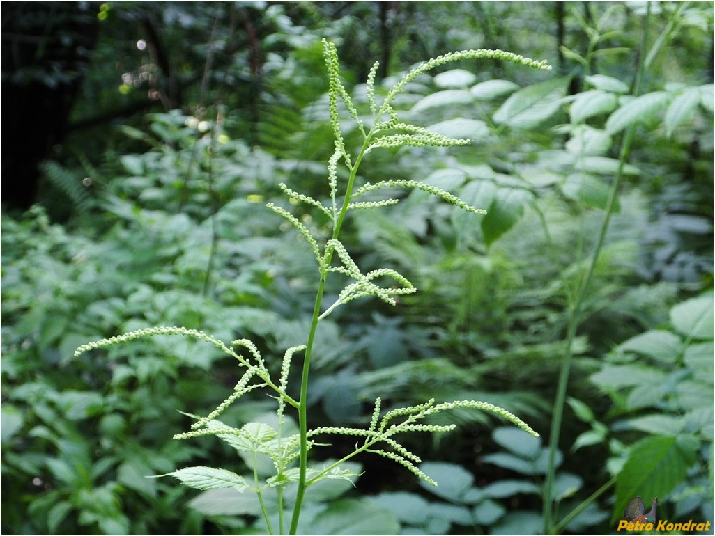 Image of Aruncus sylvestris specimen.