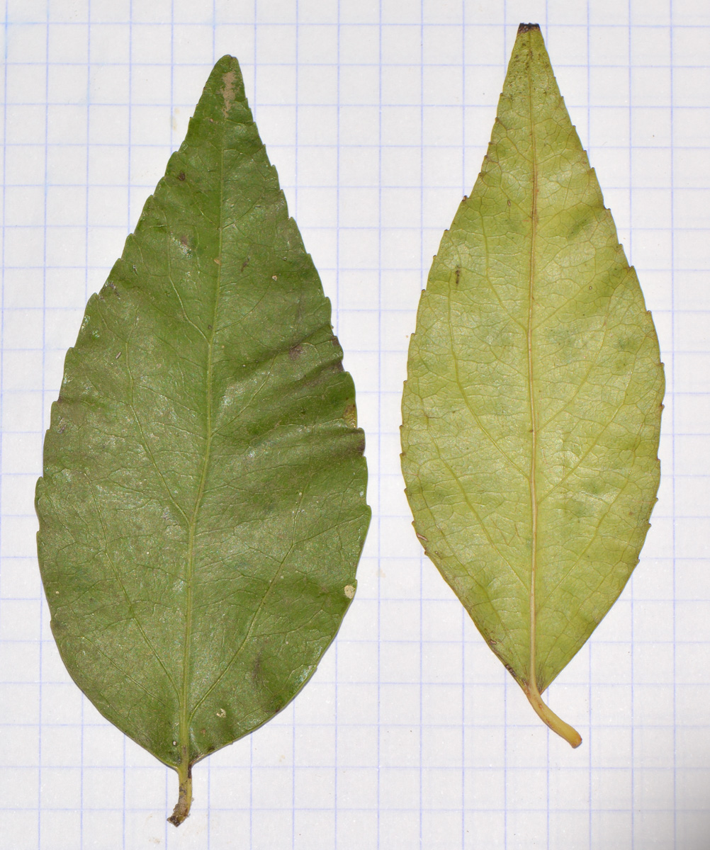 Image of Xylosma prockia specimen.