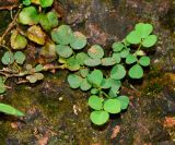 Desmodium triflorum. Веточка. Таиланд, о-в Пхукет, ботанический сад, под деревьями у пруда, сорное. 16.01.2017.