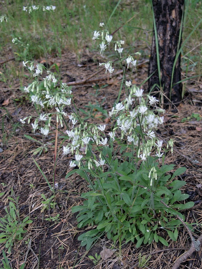 Изображение особи Silene nutans.