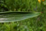 Lilium monadelphum