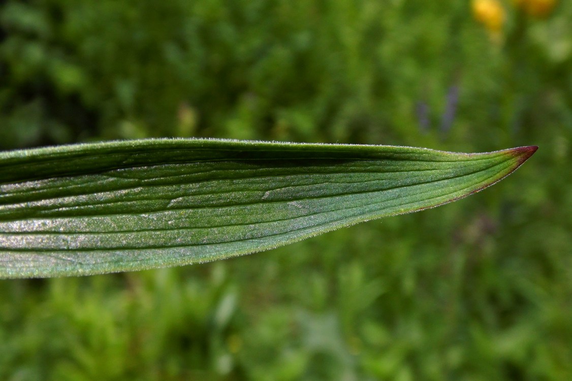 Image of Lilium monadelphum specimen.