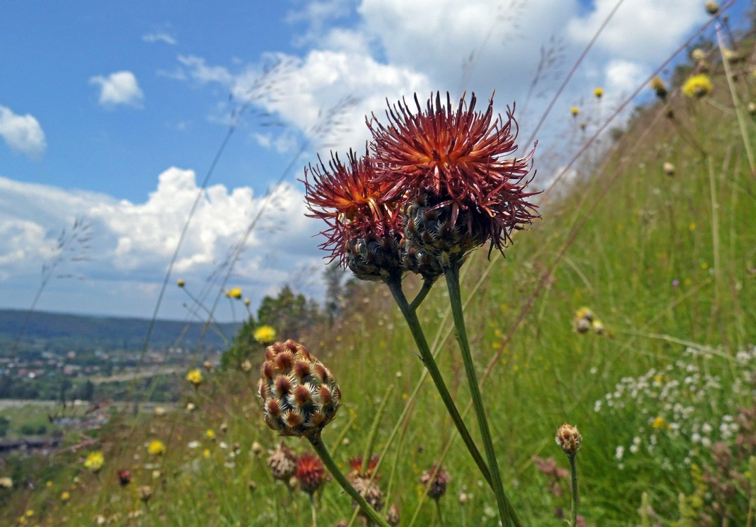 Изображение особи род Centaurea.