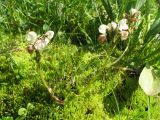Pedicularis rhinanthoides