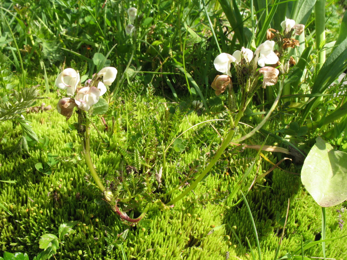 Image of Pedicularis rhinanthoides specimen.