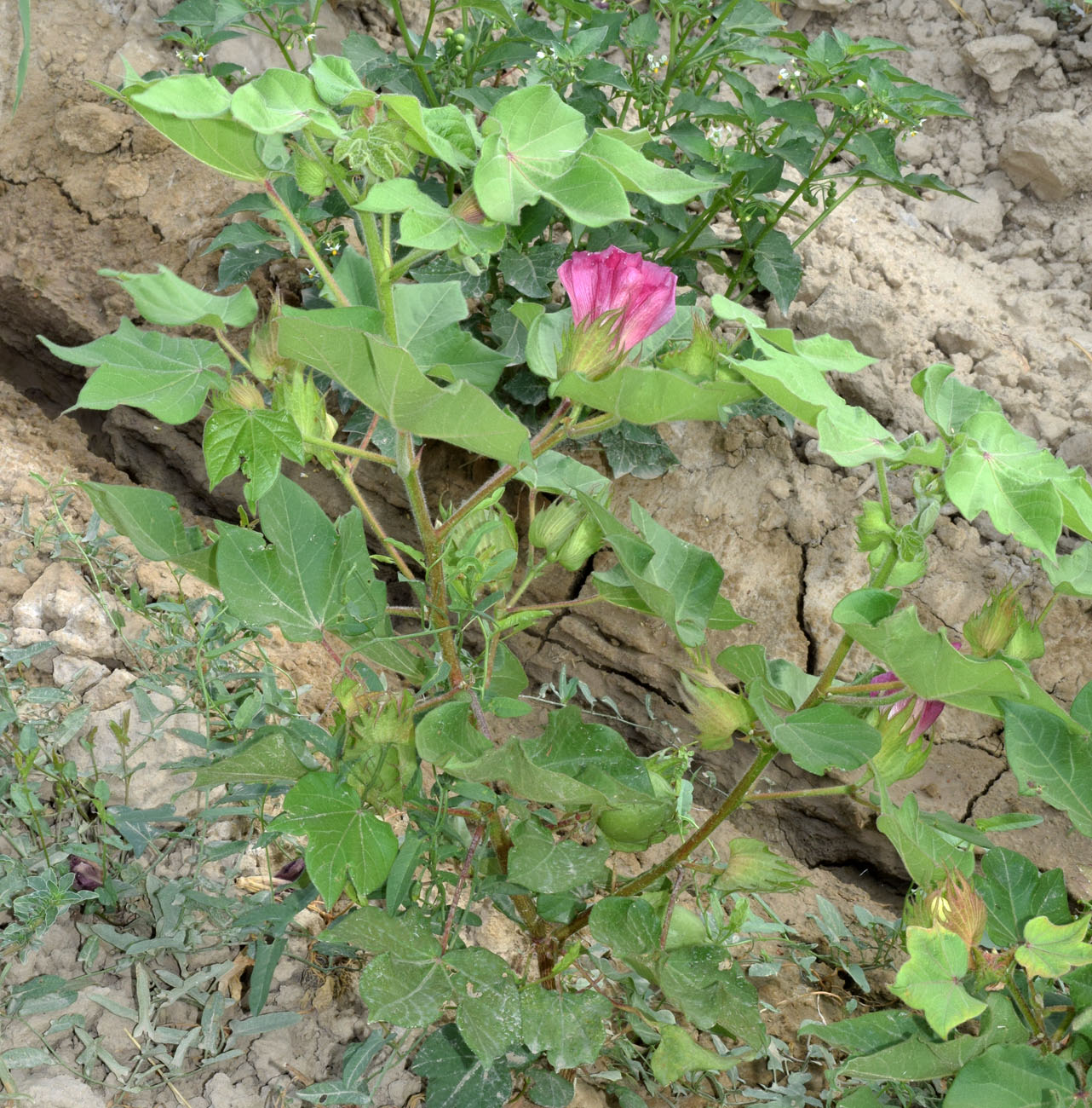 Изображение особи Gossypium hirsutum.