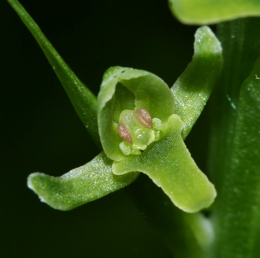 Image of Tulotis ussuriensis specimen.