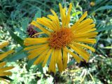 Inula salicina. Аномальное соцветие. Ульяновск, Заволжский р-н, дубовая роща вблизи стрельбища биатлонного стадиона. 25.07.2017.