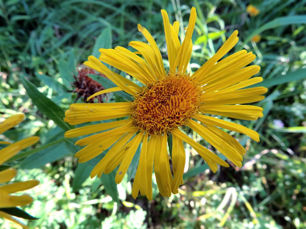 Image of Inula salicina specimen.