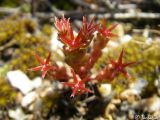 Sedum cespitosum