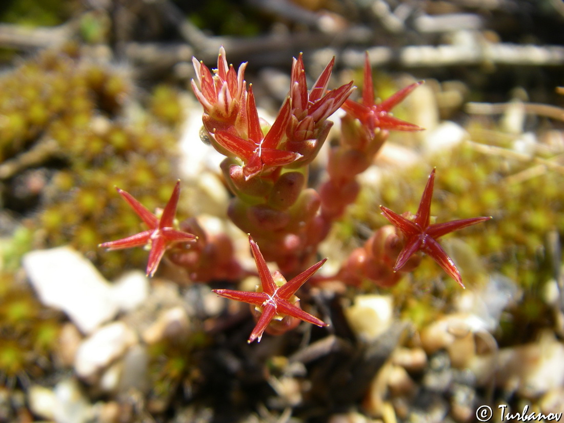 Изображение особи Sedum cespitosum.