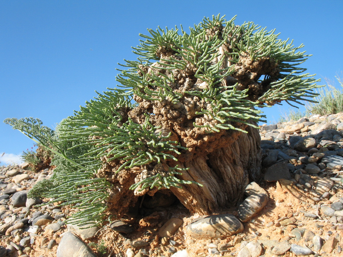 Image of Anabasis truncata specimen.