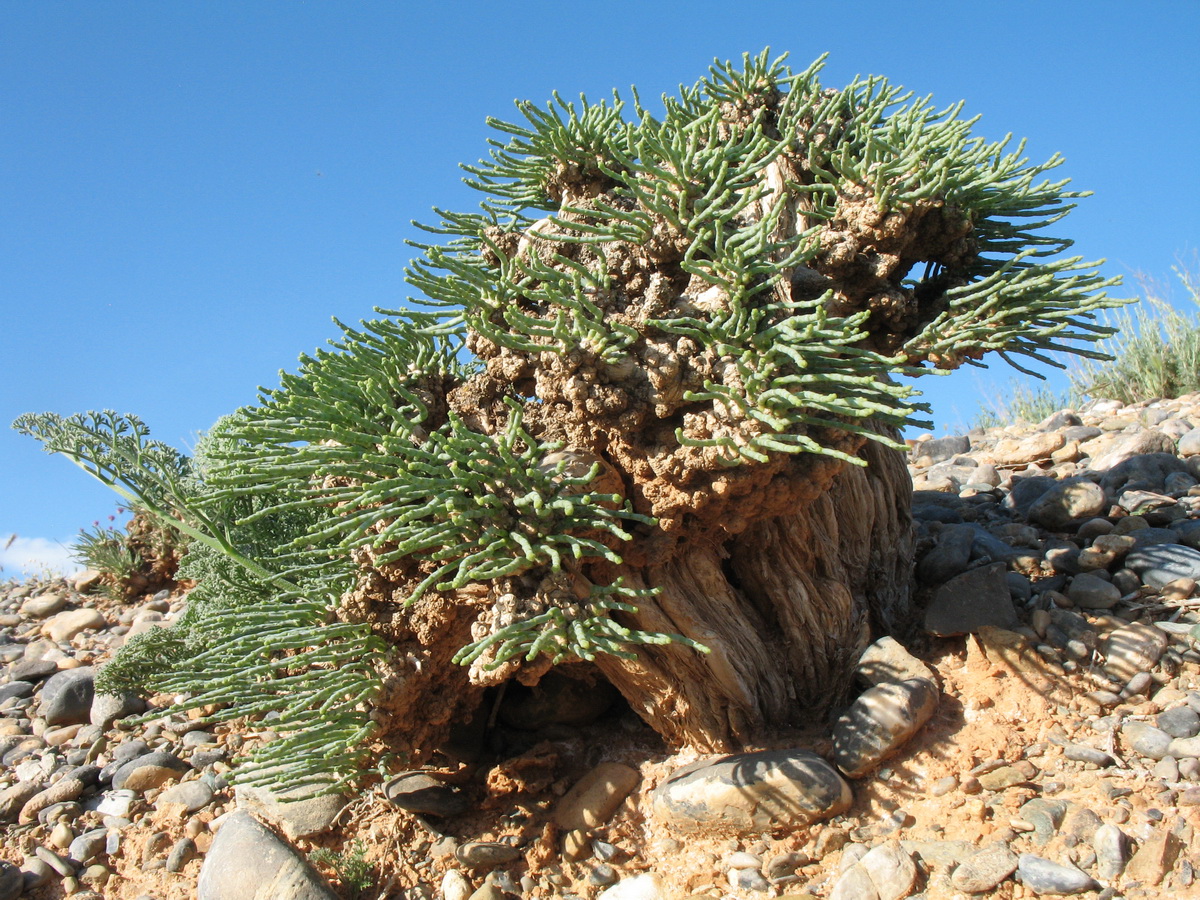 Изображение особи Anabasis truncata.