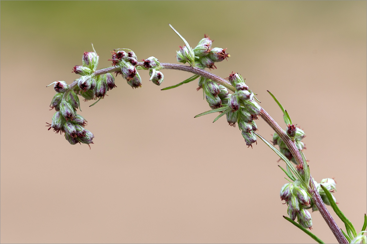 Image of Artemisia vulgaris specimen.