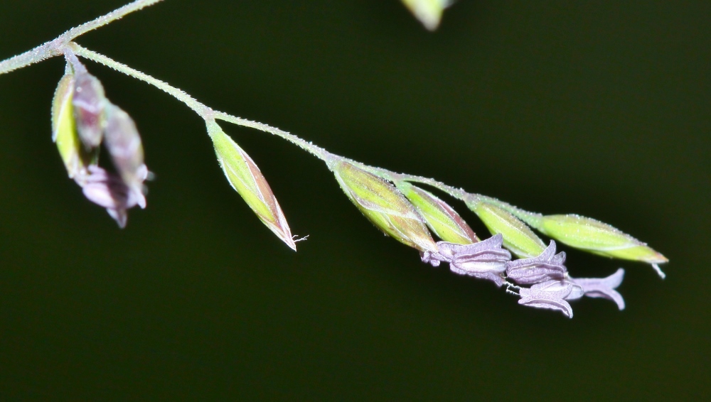 Image of Poa palustris specimen.