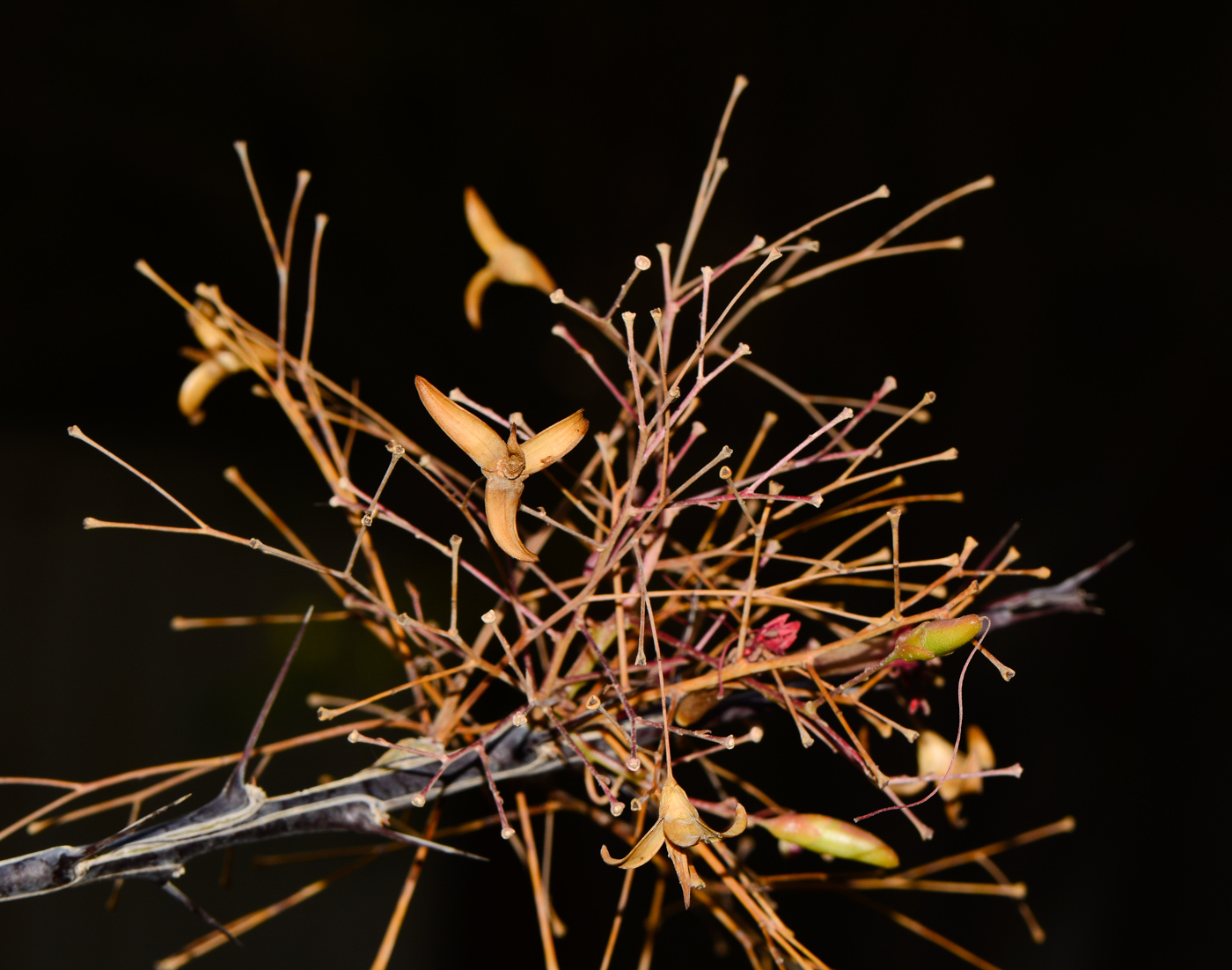 Image of Fouquieria macdougalii specimen.
