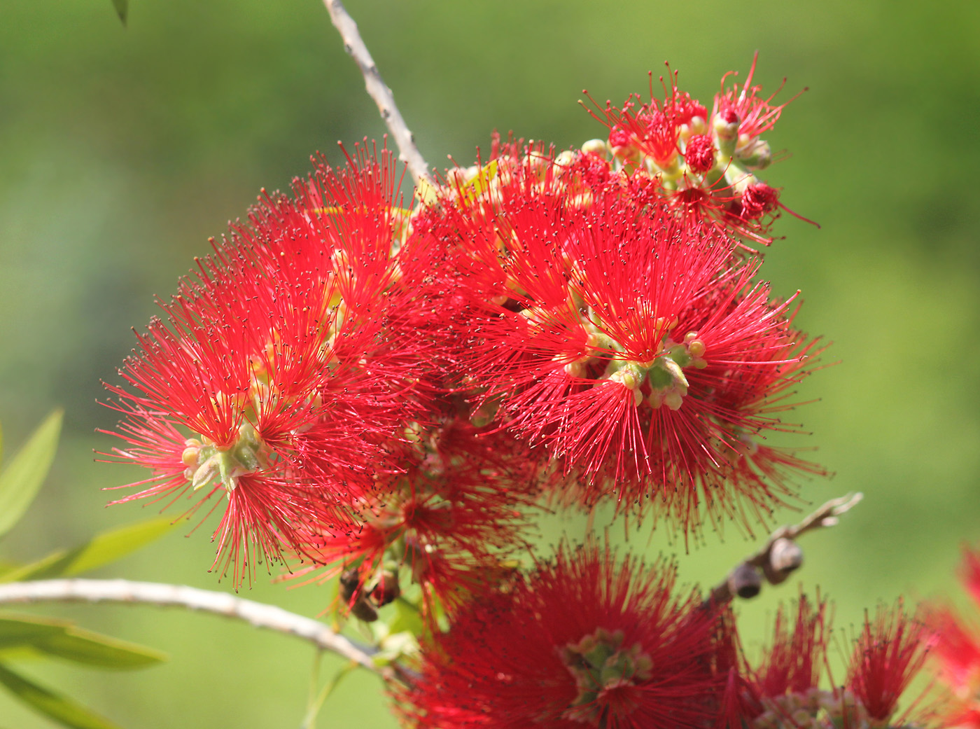 Image of Callistemon phoeniceus specimen.