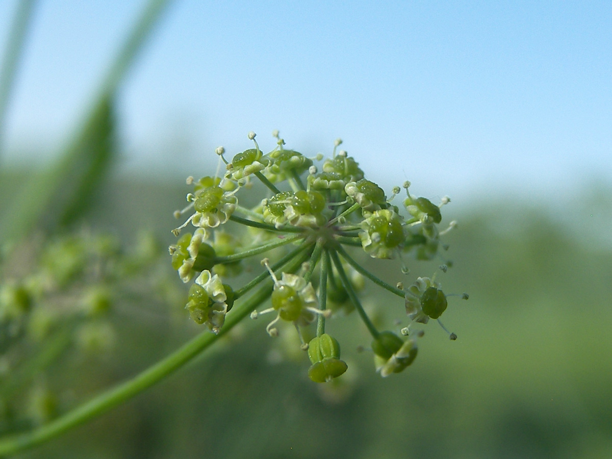 Изображение особи Eleutherospermum cicutarium.