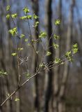 Lonicera xylosteum. Ветвь с молодыми листьями. Санкт-Петербург, Дудергофские высоты, широколиственный лес. 03.05.2010.