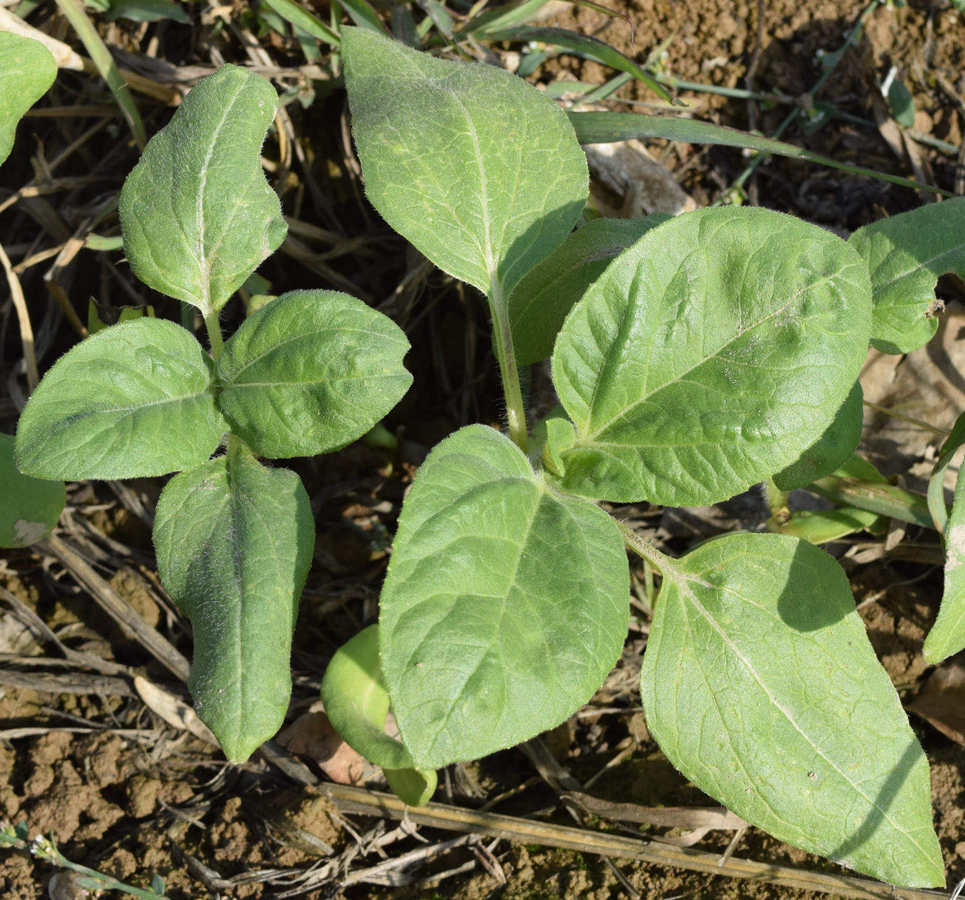 Image of Helianthus annuus specimen.