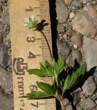 Geranium sibiricum. Верхушка побега с цветком (вид с нижней стороны), бутоном и листьями. Восточный Казахстан, г. Усть-Каменогорск, правый берег р. Иртыш, луг. 16.07.2017.