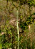 Allium paczoskianum