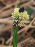Carex riishirensis