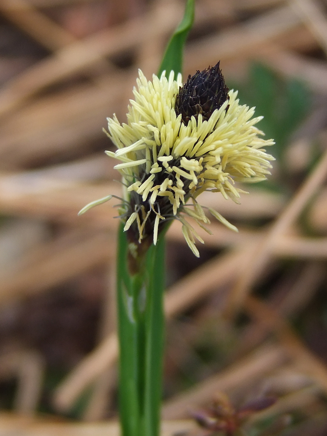 Изображение особи Carex riishirensis.