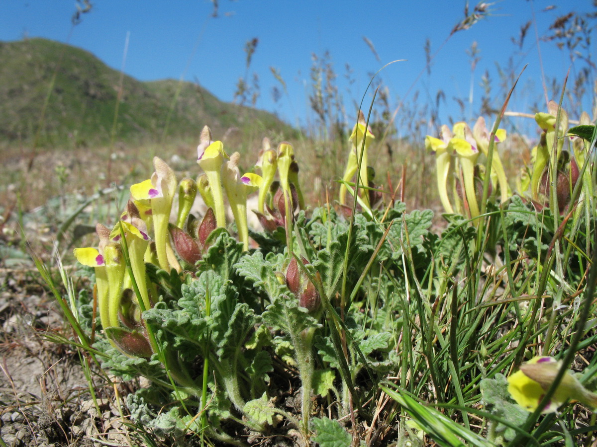 Image of Scutellaria subcaespitosa specimen.