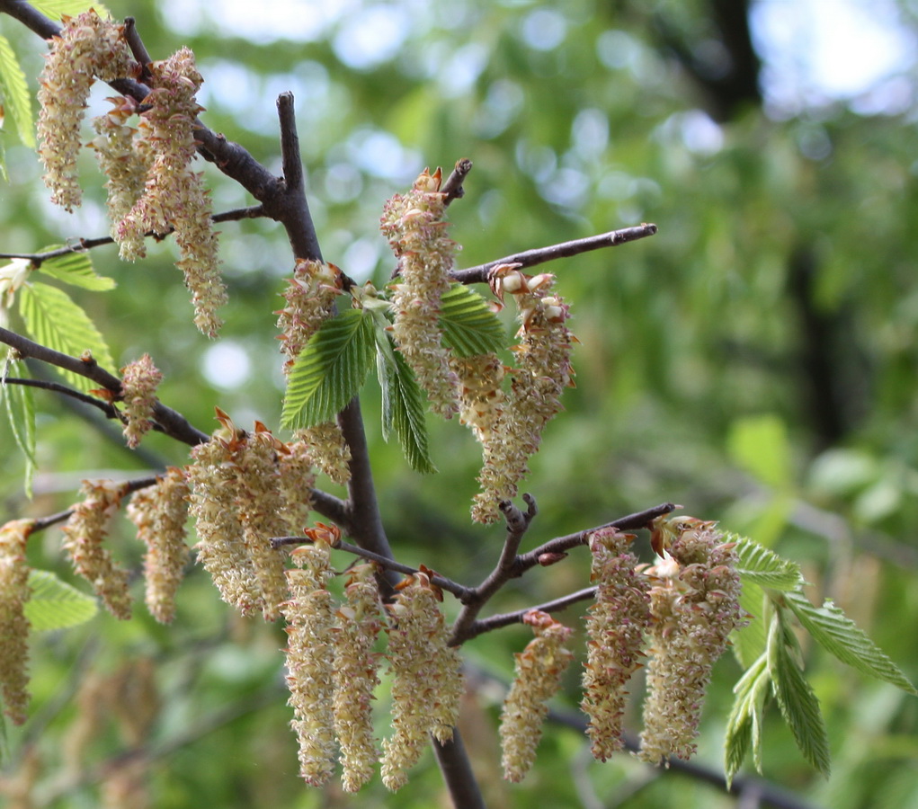 Изображение особи Carpinus orientalis.