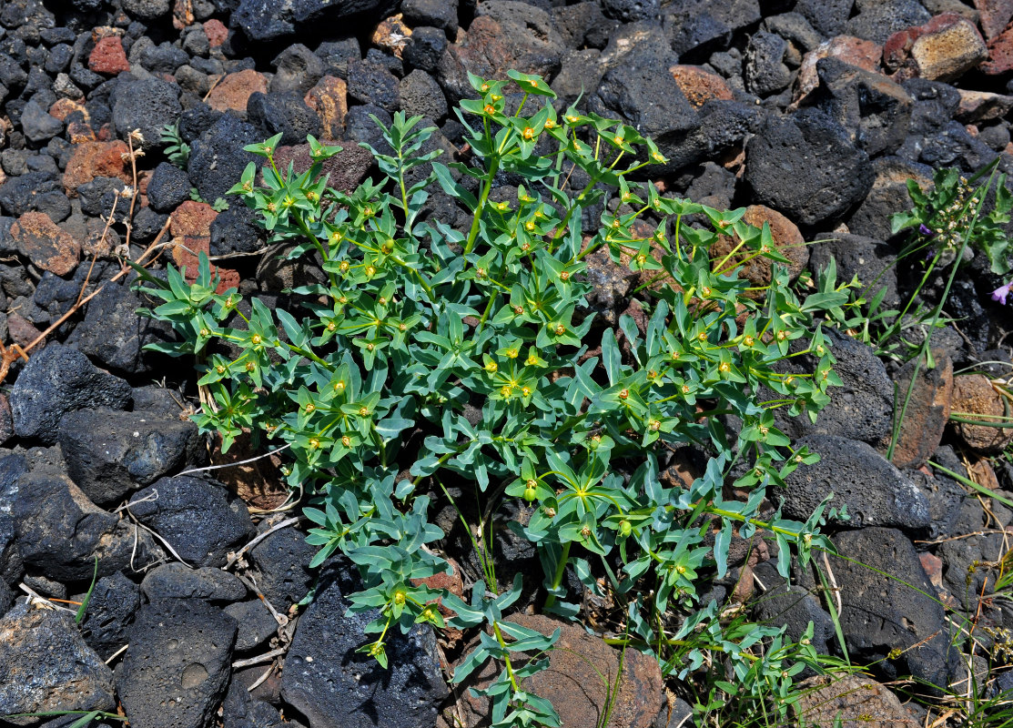 Изображение особи Euphorbia mongolica.