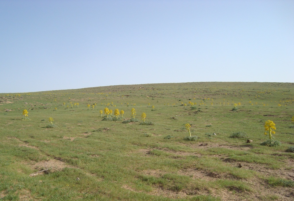 Изображение особи Ferula gummosa.
