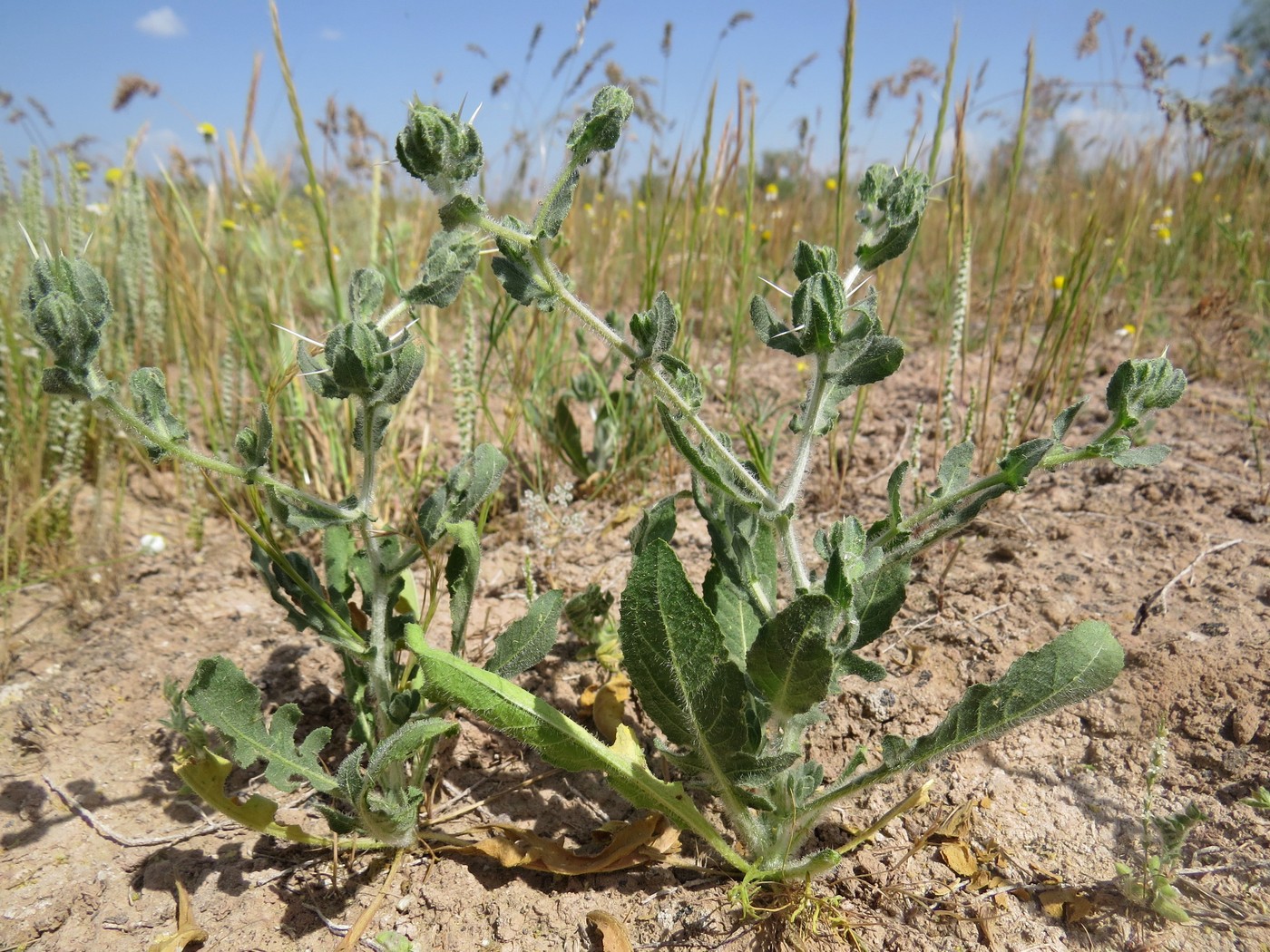 Изображение особи Centaurea belangeriana.