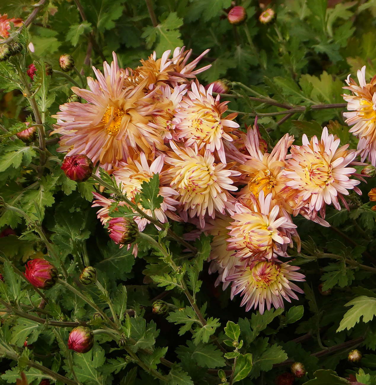 Image of Chrysanthemum indicum specimen.