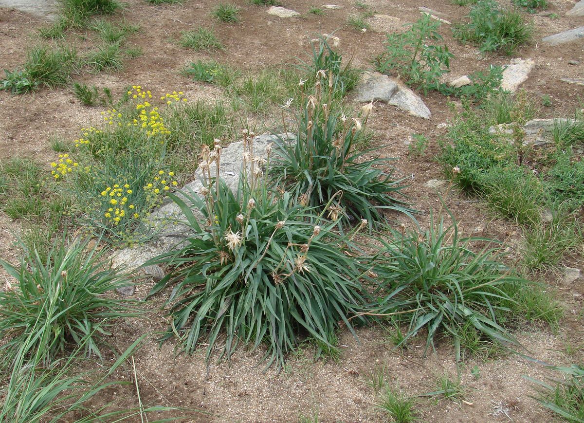 Изображение особи Scorzonera glabra.