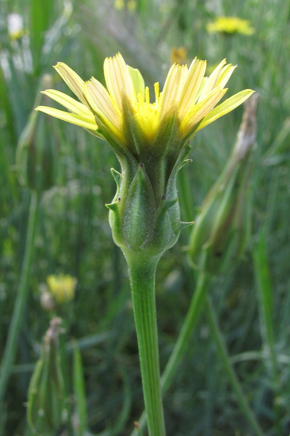 Image of Scorzonera laciniata specimen.