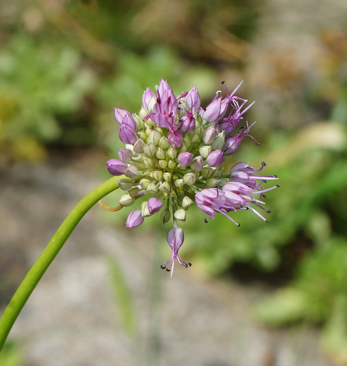Изображение особи Allium montanostepposum.