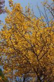 Ginkgo biloba. Верхняя часть кроны растения с листьями в осенней окраске. Краснодарский край, г. Сочи, Центральный р-н, в культуре. 18.11.2017.