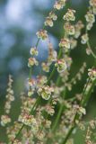 Rumex acetosa