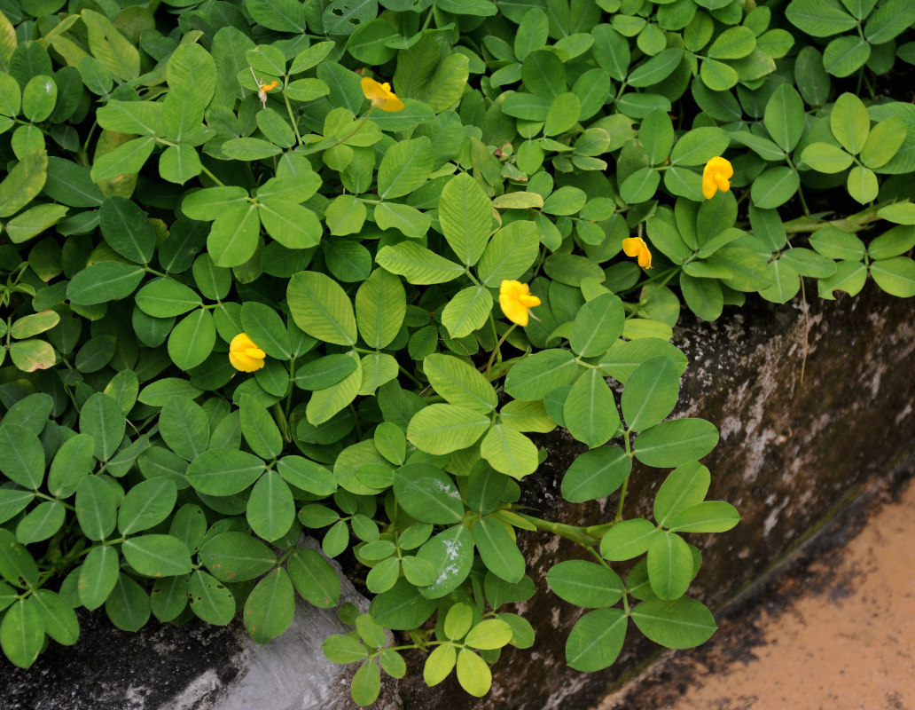 Image of Arachis pintoi specimen.