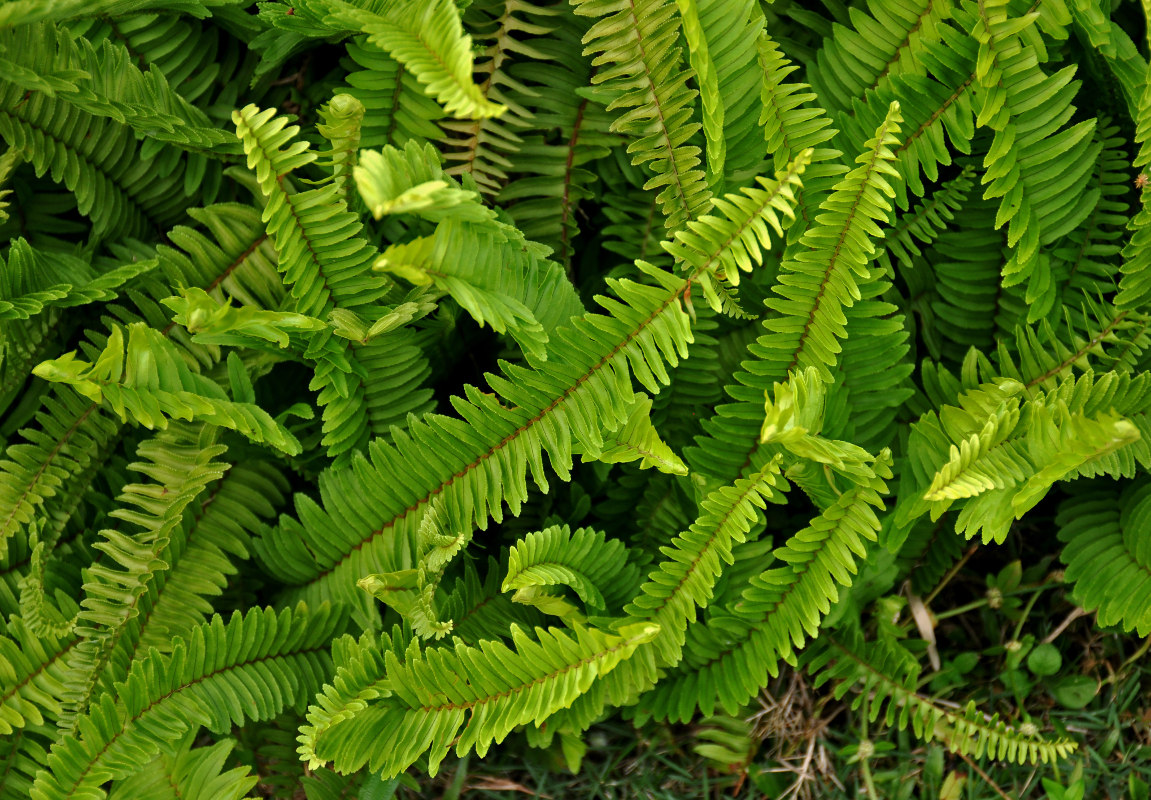 Image of Nephrolepis cordifolia specimen.