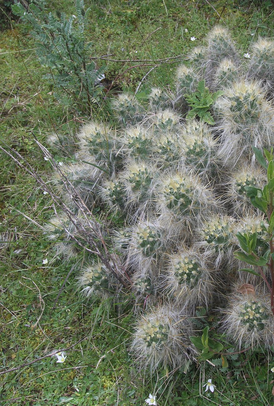 Изображение особи семейство Cactaceae.