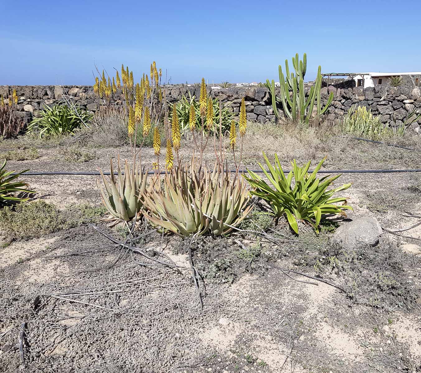 Изображение особи Aloe vera.