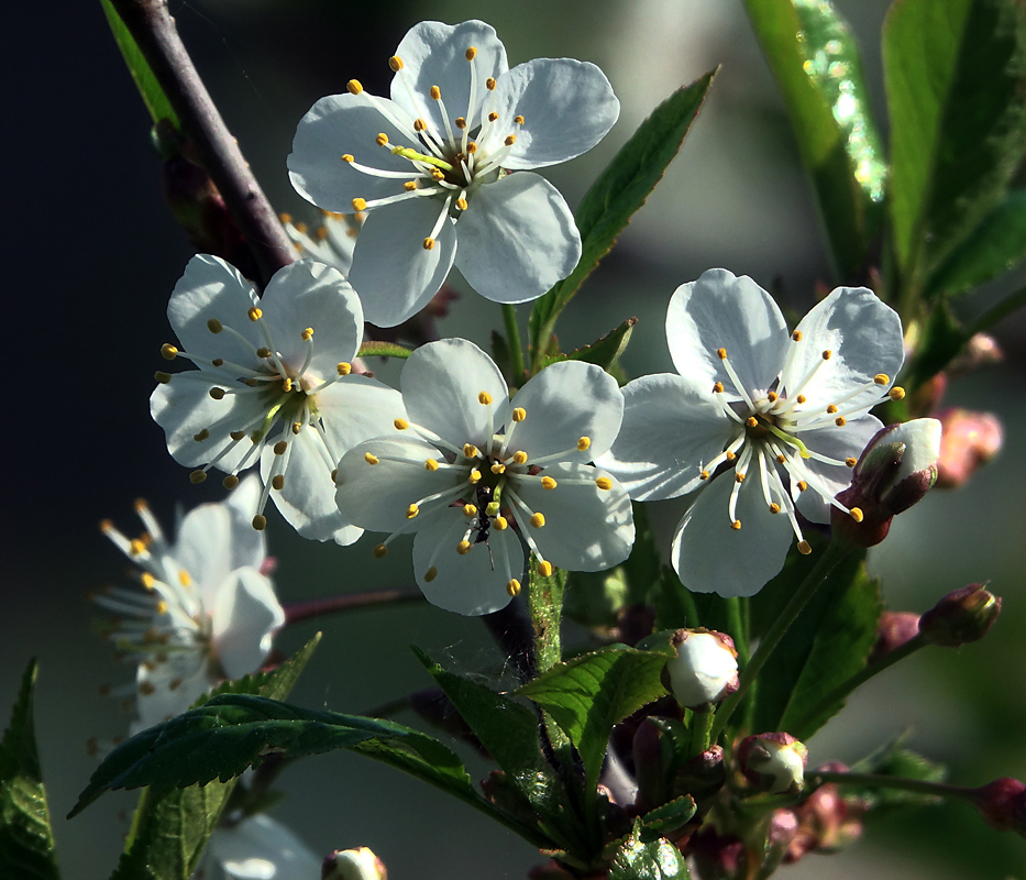 Изображение особи Cerasus vulgaris.