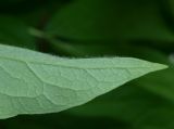 Paeonia macrophylla