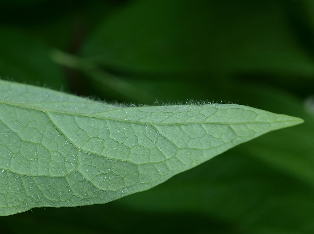 Image of Paeonia macrophylla specimen.