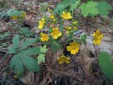 род Potentilla
