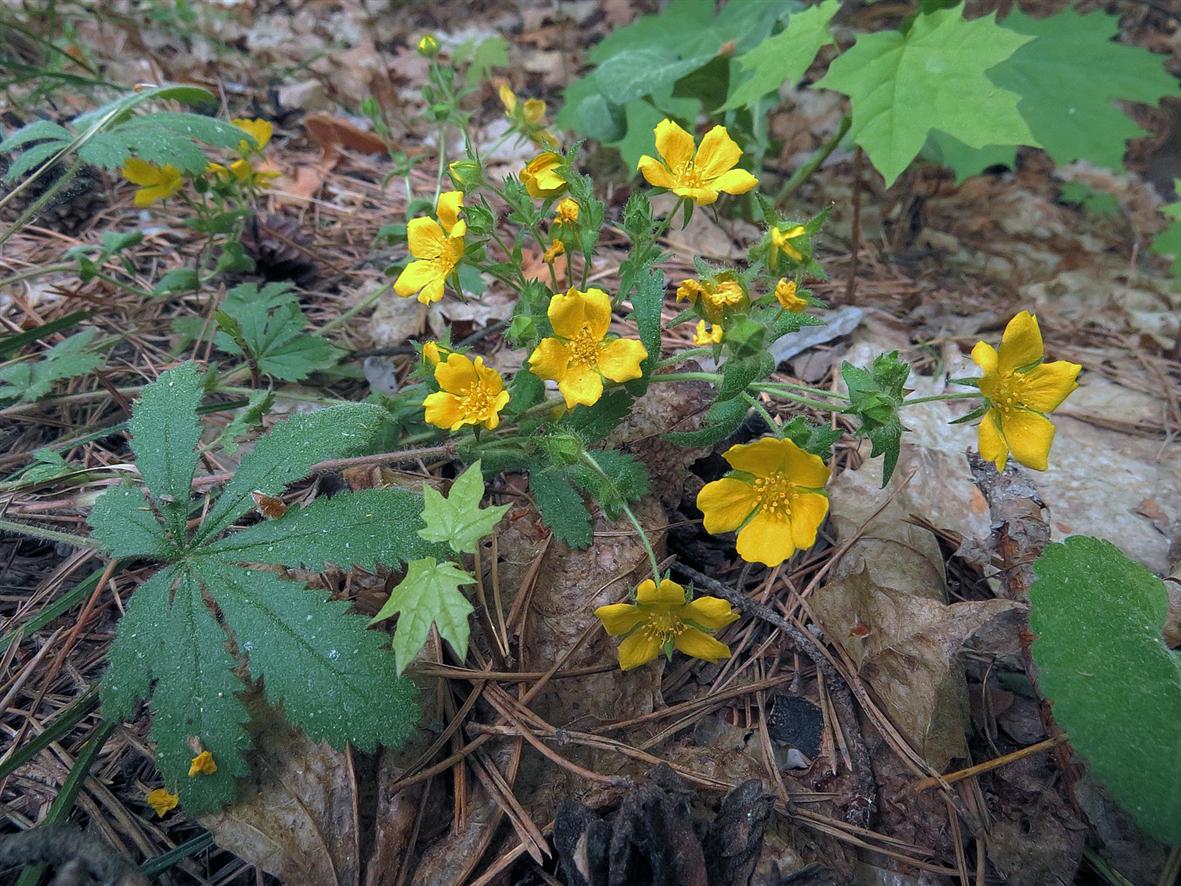 Изображение особи род Potentilla.