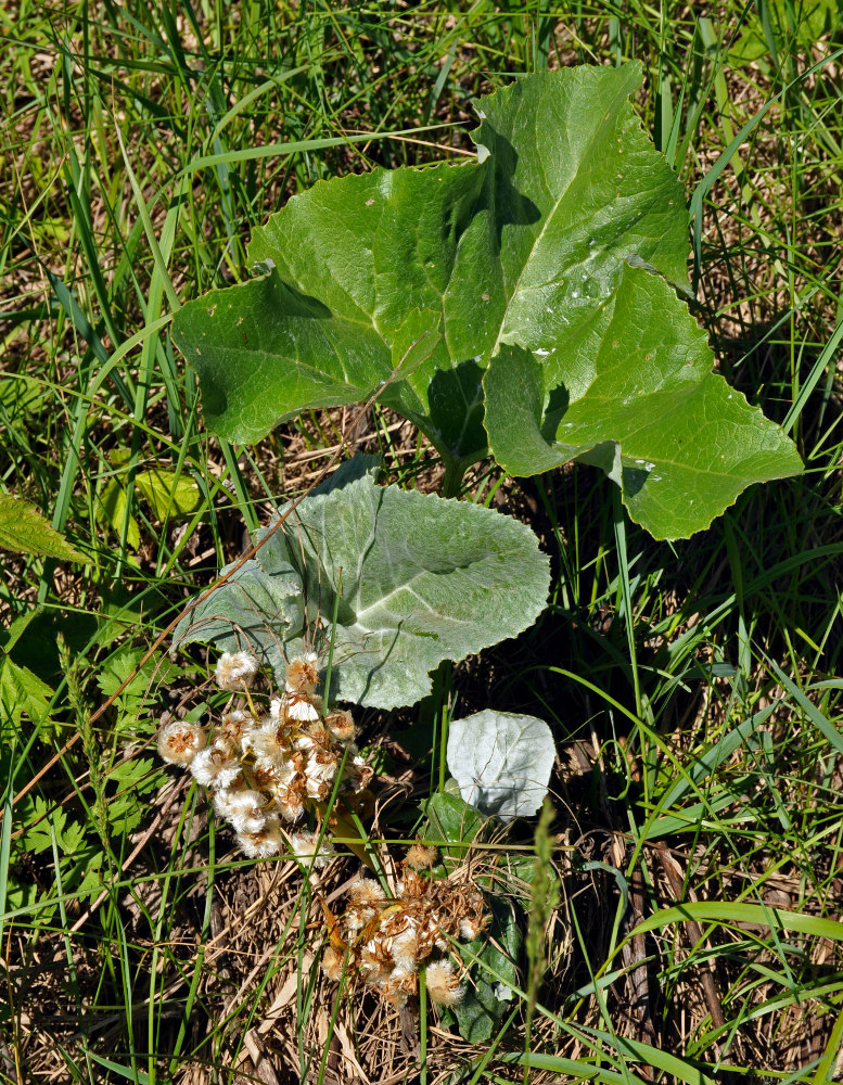 Изображение особи Petasites spurius.