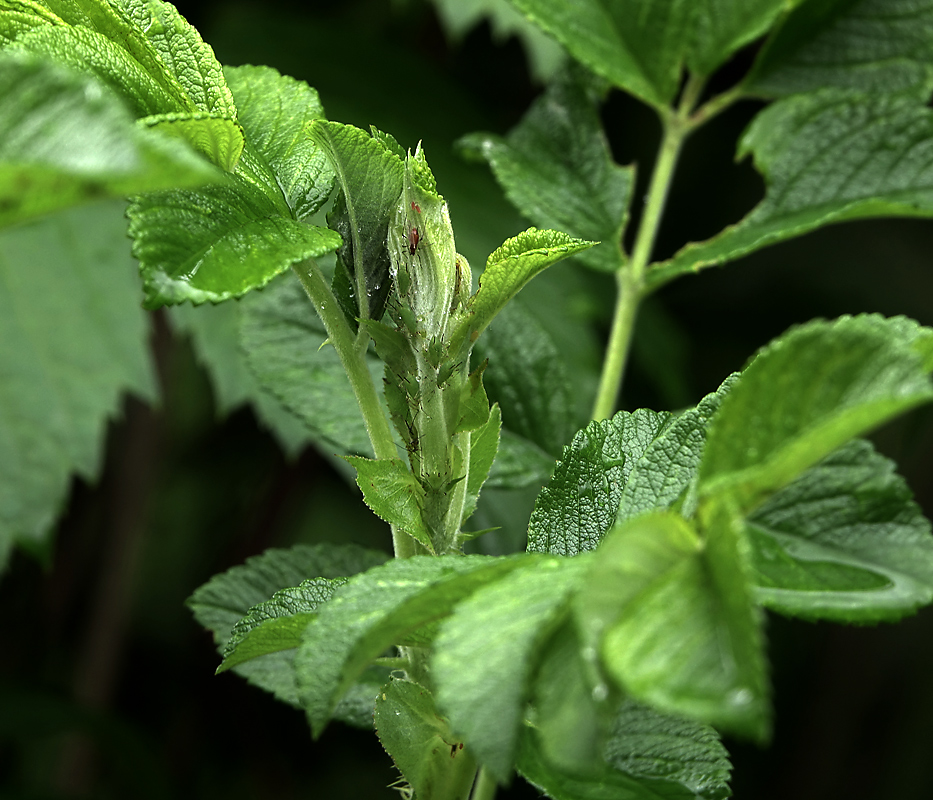 Image of Rosa rugosa specimen.